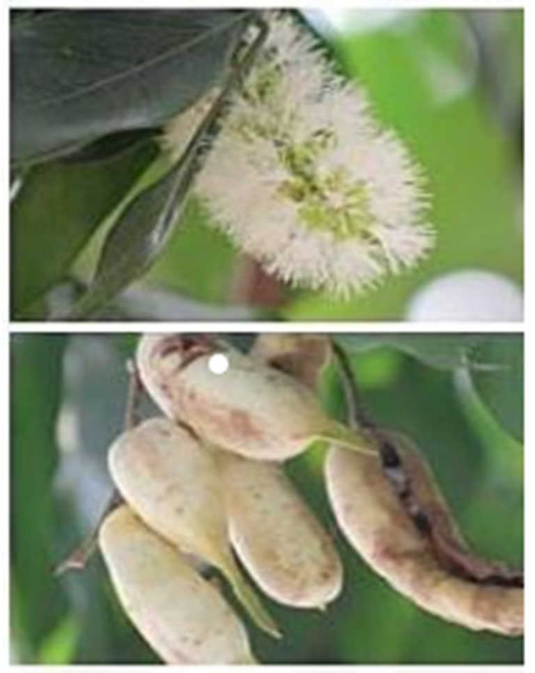 INGA(Inga Laurina) - Familia: Fabaceae